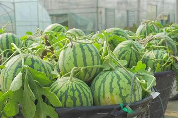 西瓜底肥过多烧苗怎么办？