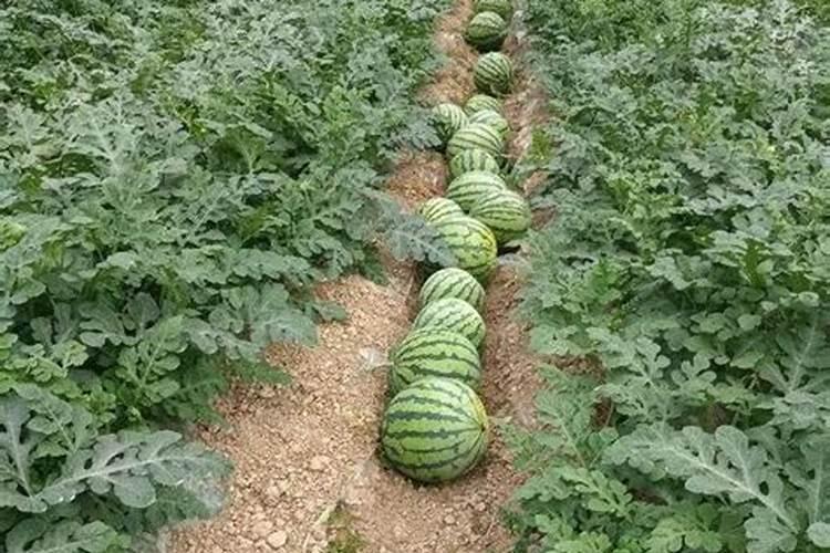 西瓜长势太旺是逆压还是放任不管