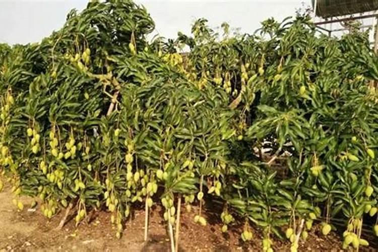 水溶肥是酸性还是碱性