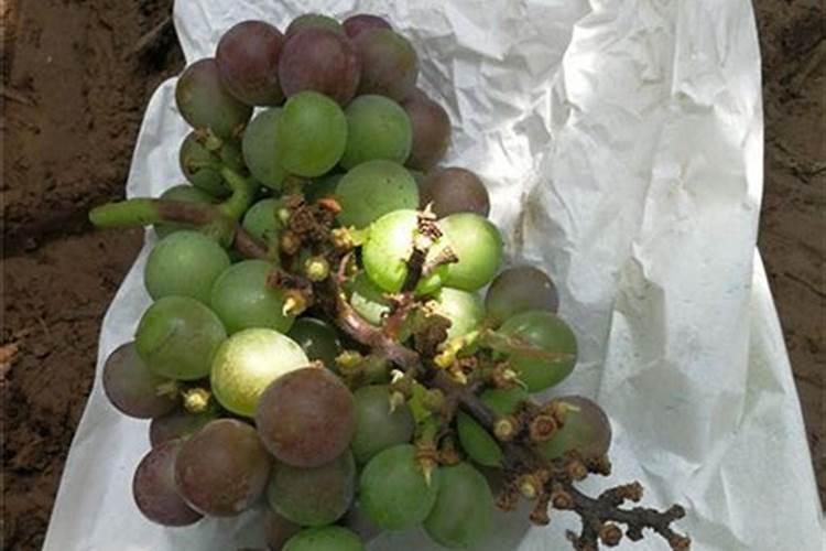 辣椒漂浮育苗技术要点