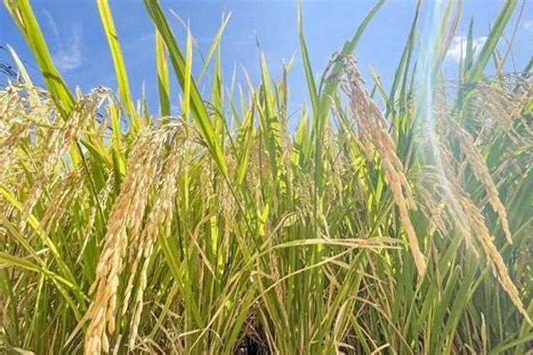 魔芋施肥最佳时间 施肥方法总结