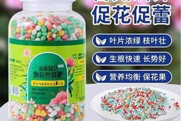 兰花怎么养的上盆操作