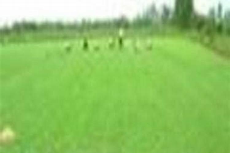 草坪需要施什么肥料好