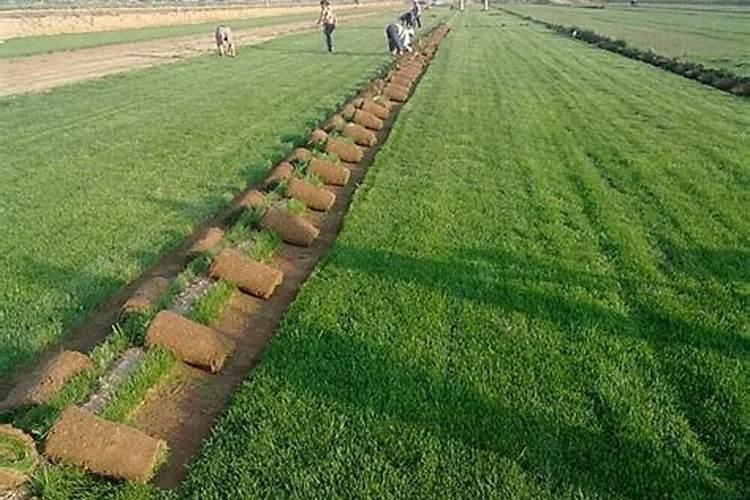 草坪专用肥哪种好？