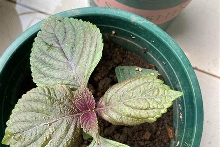 尿素能和农药一起打吗