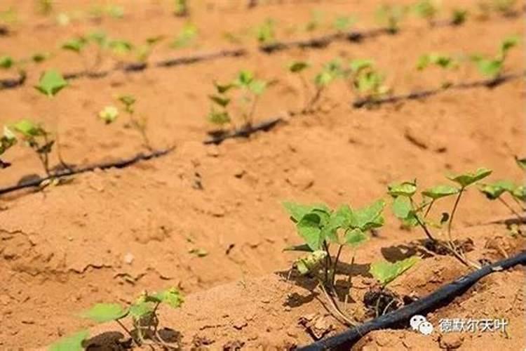 微量元素肥料的使用方法是什么？