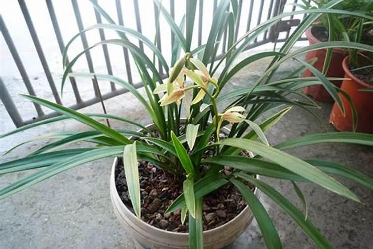 尿素和氮肥有什么区别