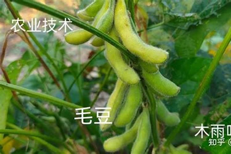 芸苔素 怎么用