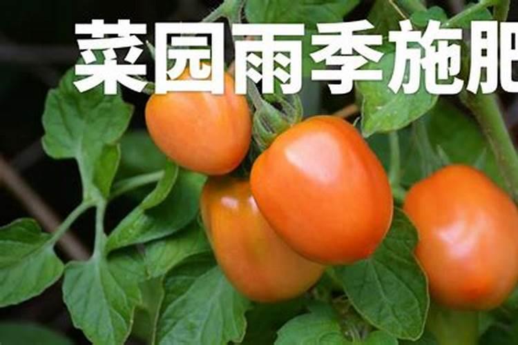 葡萄转色期,钾肥您用对了吗