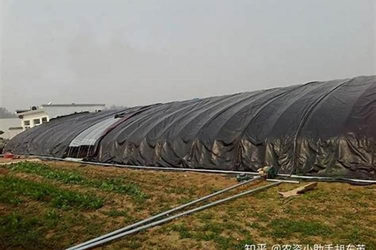 玉米控旺能加叶面肥吗