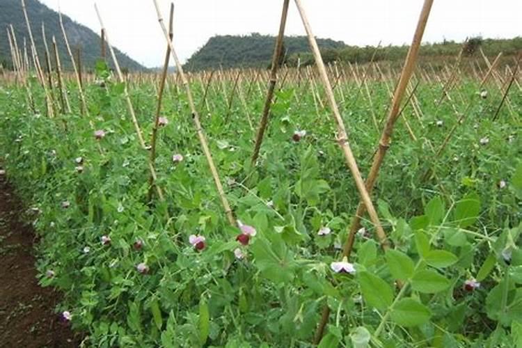 荷兰豆的高产施肥方法是什么