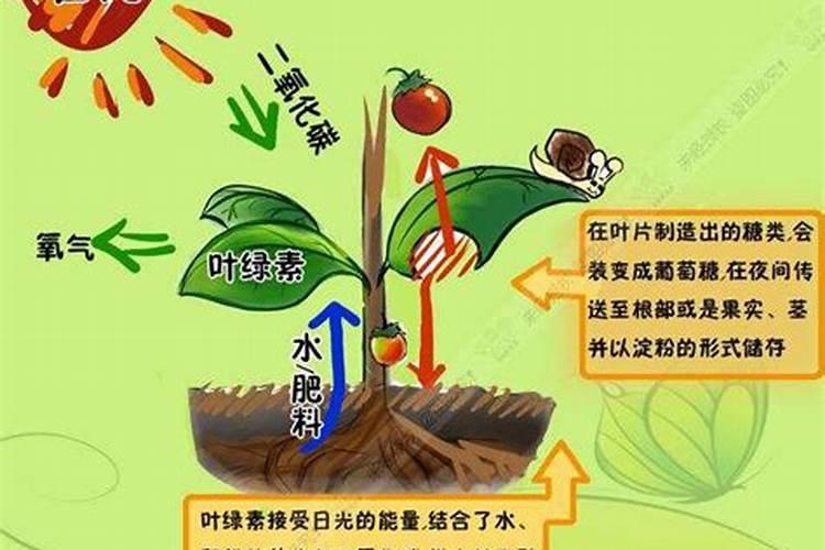 叶面肥叶绿素的作用