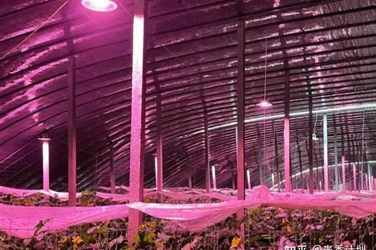 影响叶面肥吸收的因素有哪些？ 10%吡虫啉吸式口器害虫专业杀蚜剂百度知...