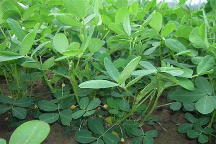 花生追施叶面肥好吗？叶面肥怎么用效果好？叶面肥多少钱一袋？