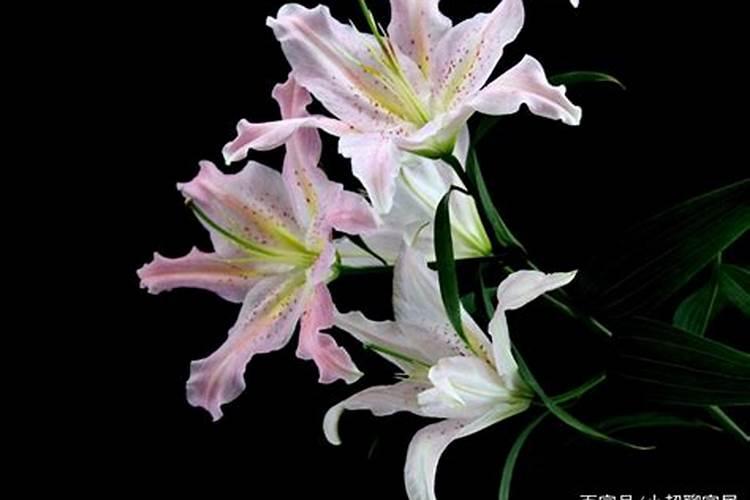 百合花长花苞了要施肥