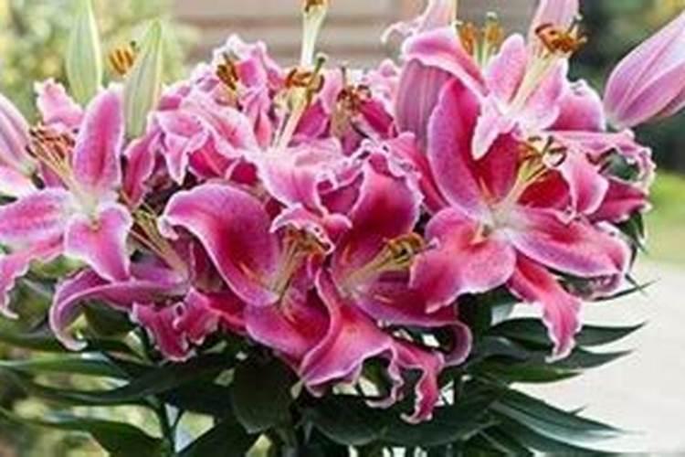 香水百合怎么施肥