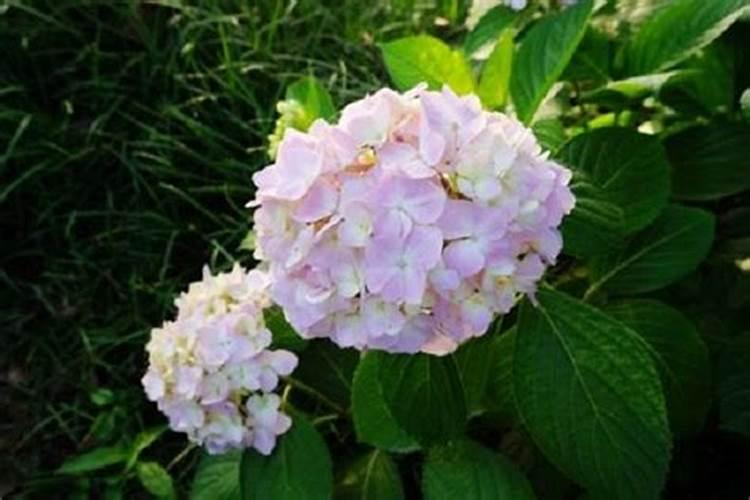 绣球开花后怎么施肥