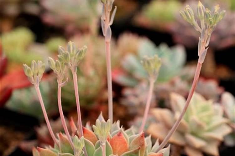 果树喷施红糖的效果