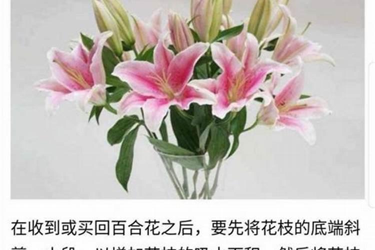 如何给百合花施肥
