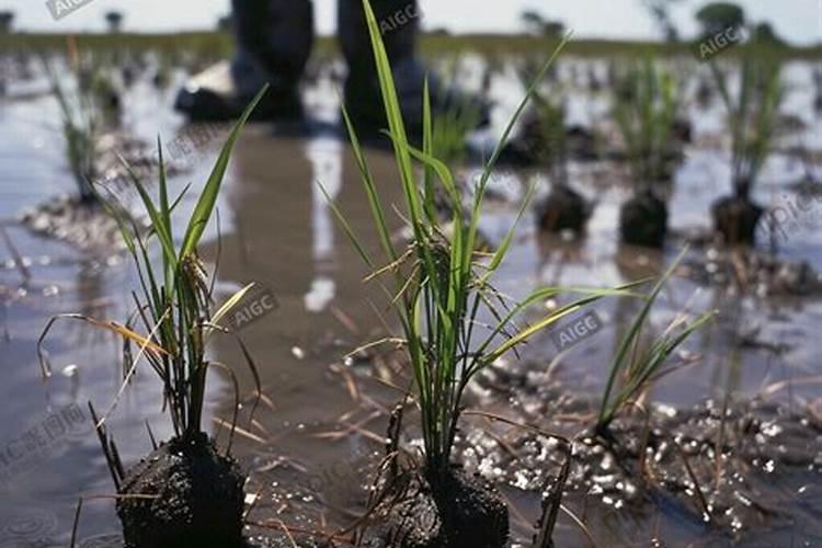 什么农药可以为水稻多分蘖多苗？