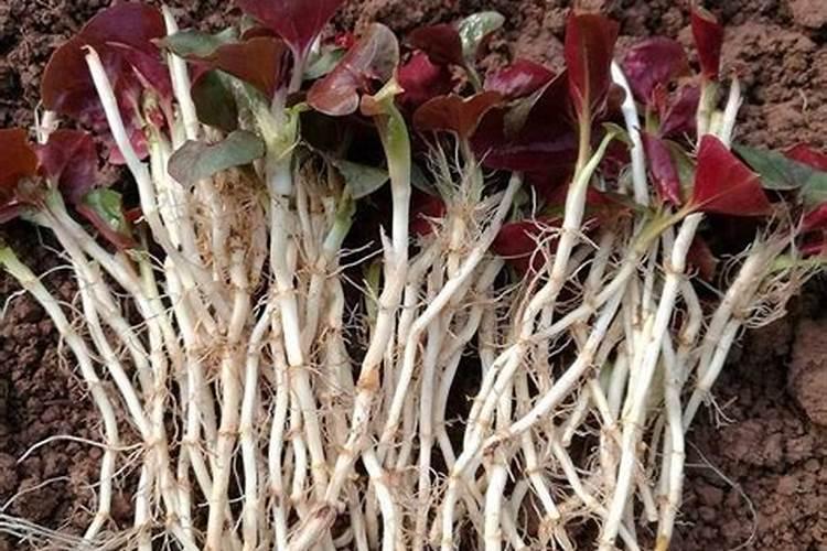 折耳根怎么种植