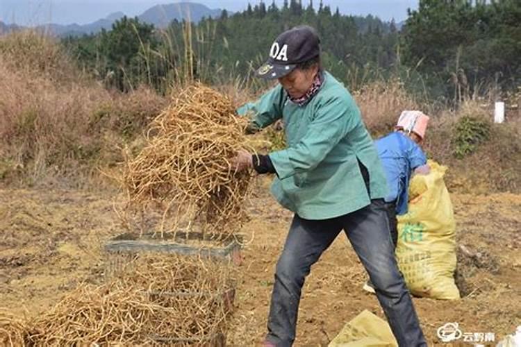 种植折耳根,需要注意哪些问题呢？怎么施肥呢？