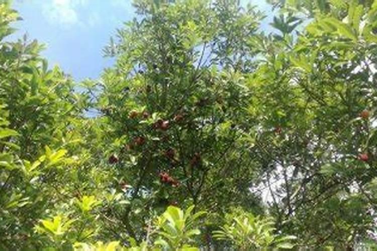 ...对吗 硼肥在杨梅膨果时期可不可以增加种子的饱满程度