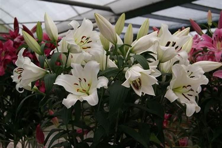 如何给百合花施肥