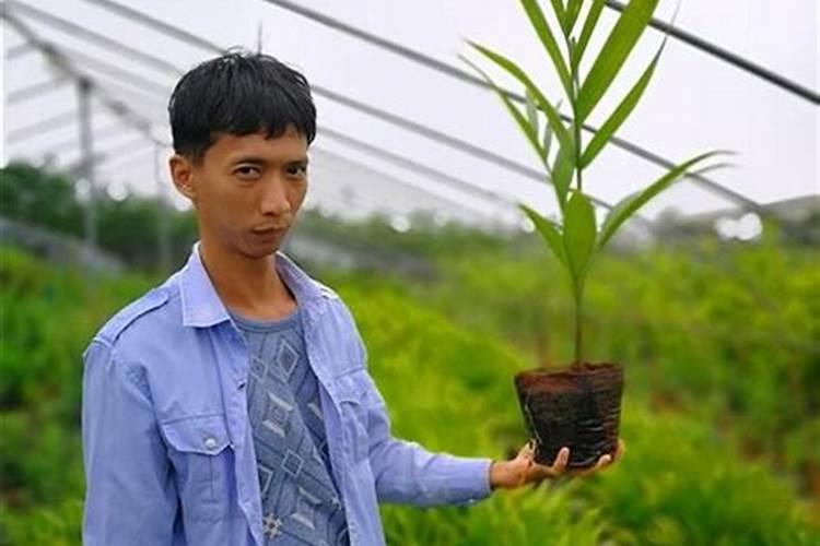 硅对植物生长的效果,如何正确施用硅肥