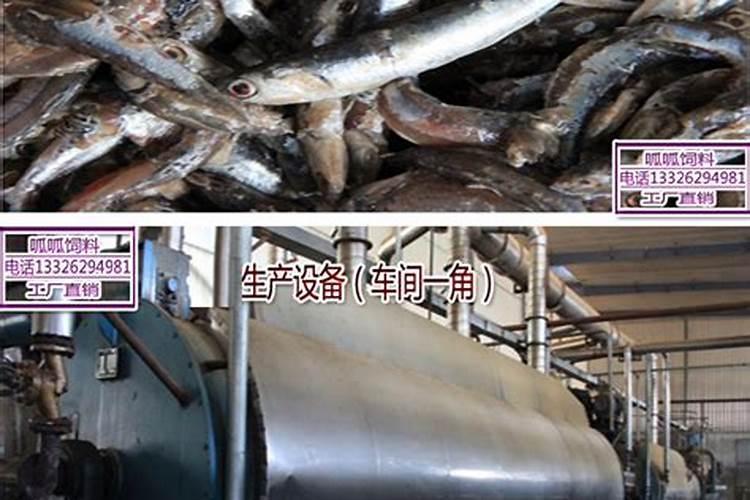 鱼粉怎么提取胶原蛋白最快