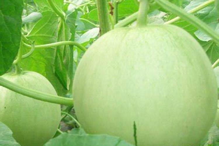 甜瓜施肥的时间和方法 甜瓜如何施肥