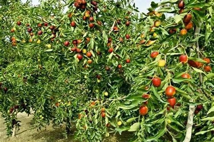 腐植酸水溶肥是什么肥料 腐植酸水溶肥料的作用有哪些