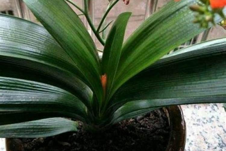 青岛明月蓝海生物科技有限公司明月海藻肥简介