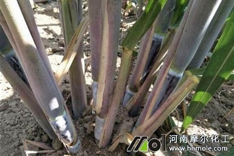 城阳棉花村几点关闭