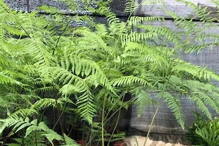 金丝猴蕨的种植方法和注意事项是什么？