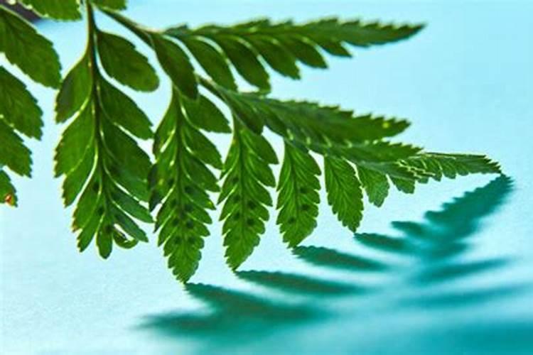 养金丝猴蕨类植物的注意事项是什么？