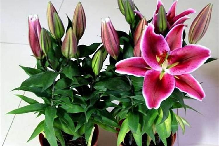 百合花怎么施肥浇水正确