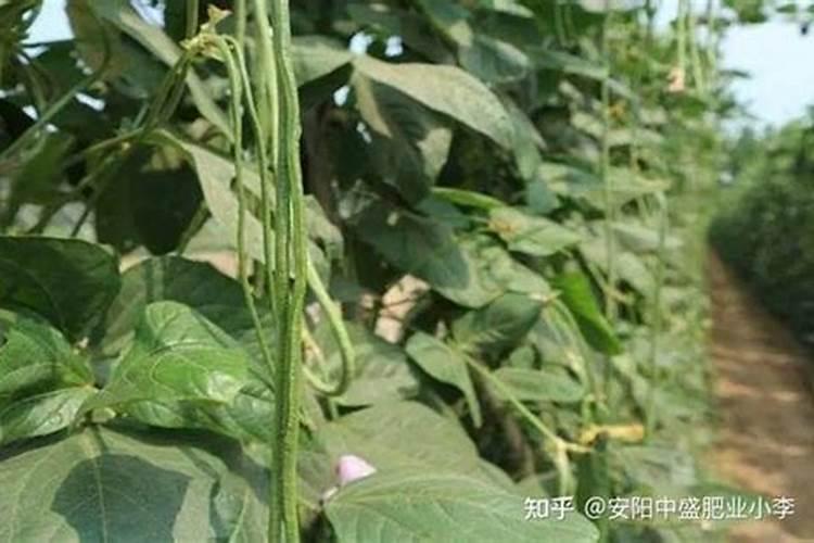 红薯施什么肥产量高