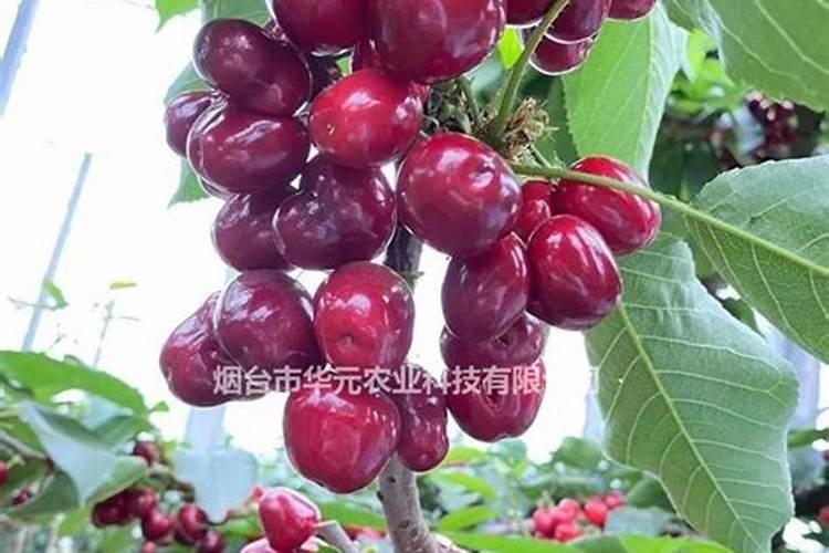 ...时期用硼肥和磷酸二氢钾？请问大樱桃树什么时候打磷酸二氢钾和流体...