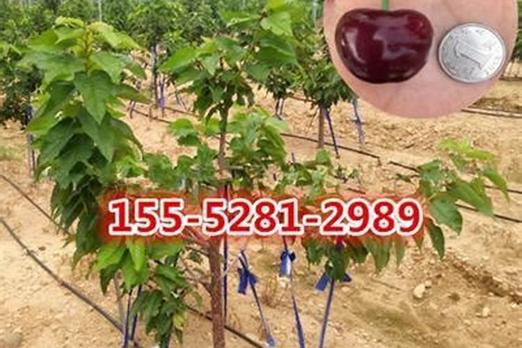 樱桃坐果的时候用什么肥料好？