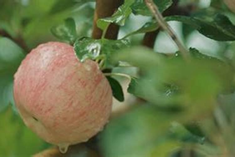 苹果树夏季打什么药能补充营养呢