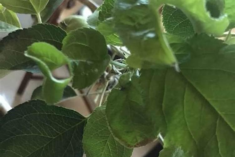 苹果树施肥最佳时间和方法及配方