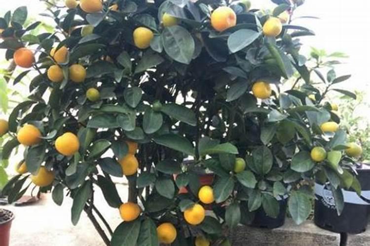 盆栽金桔树啥时候换盆好 金桔树坐果时候能换盆吗
