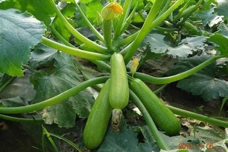 葫芦施肥施什么肥,多久施一次肥