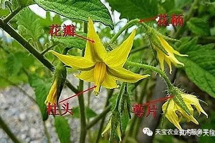大棚种植西葫芦,在坐瓜后容易出现瓜不膨大的现象,该如何解决呢？