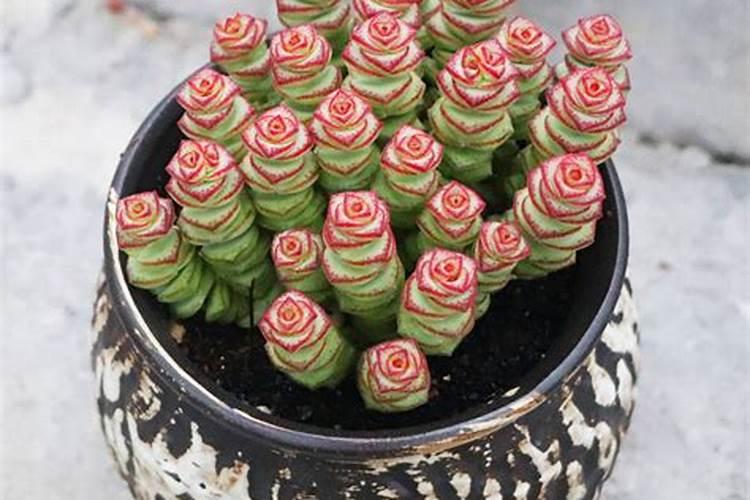 一年生桃树适合喂什么肥料每棵要喂几斤