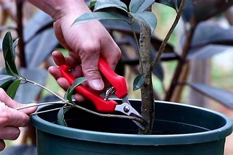 桂花树被化肥烧了怎么办？