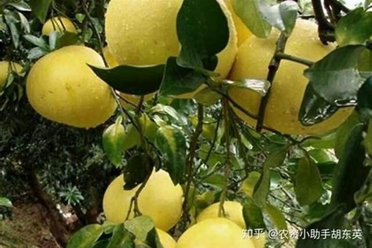 种香瓜用什么肥料最好