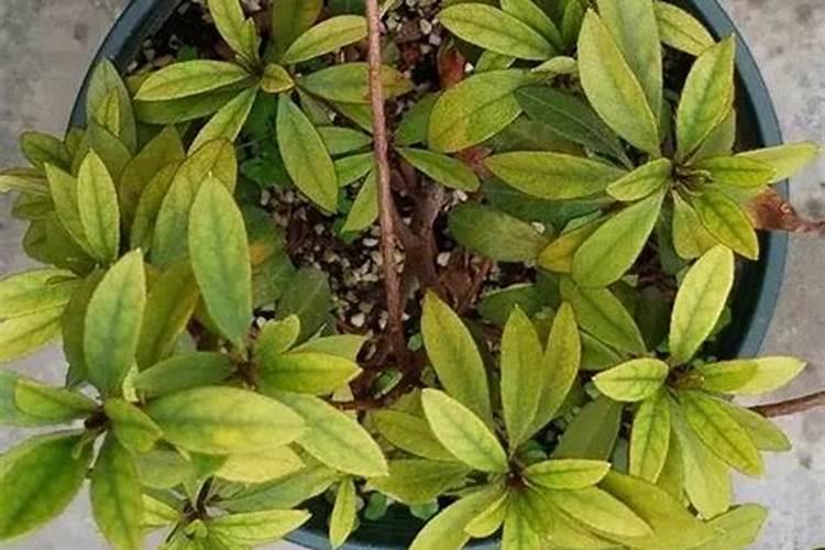 ...叶面肥喷了一下,三天了该没有过来。怎么回事,谢谢