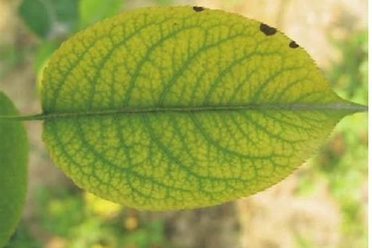 果树缺铁黄叶补救方法